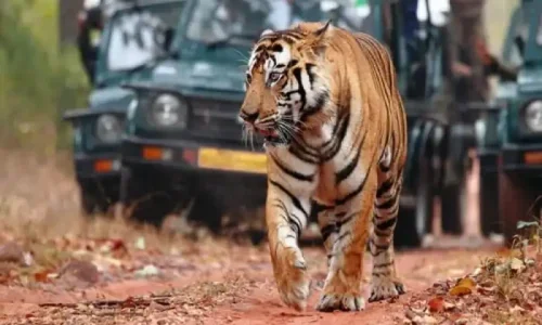 1 N/ 2 D Jim Corbett package