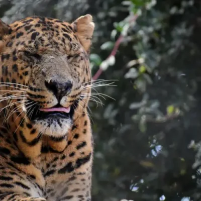 Jim Corbett