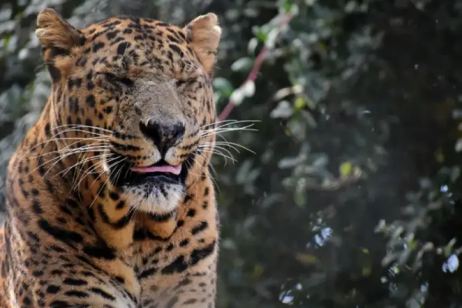 1 N/ 2 D Jim Corbett package