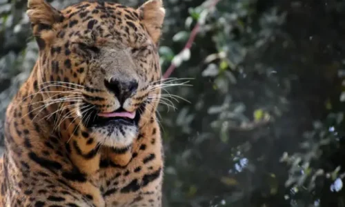 1 N/ 2 D Jim Corbett package