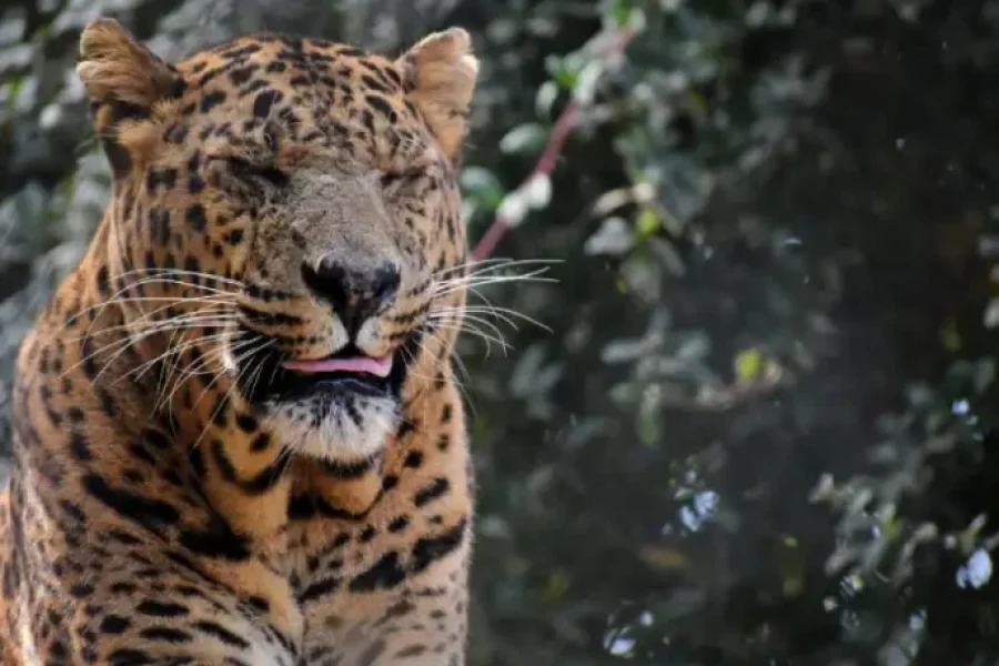 1 N/ 2 D Jim Corbett package