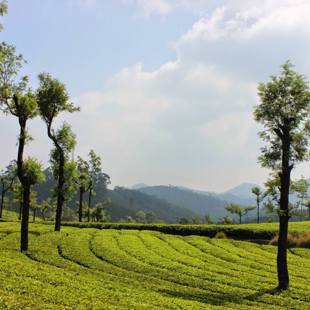 Day 2: Munnar Sightseeing Explore the Hidden Land of Tea & Spices
