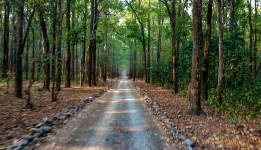Things you must know before planning to visit Jim Corbett National Park!