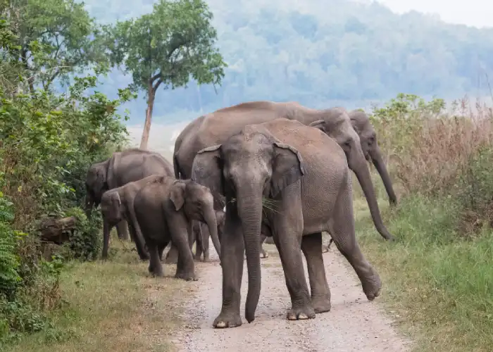 2N/3D Jim Corbett Package