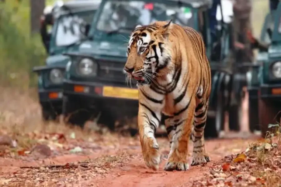 2N/3D Jim Corbett Package