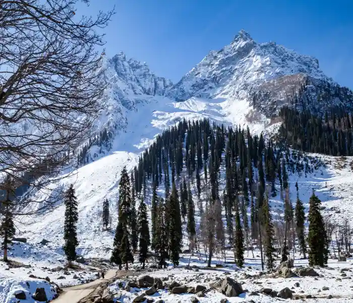 6N/7D Manali & Shimla Package By Volvo
