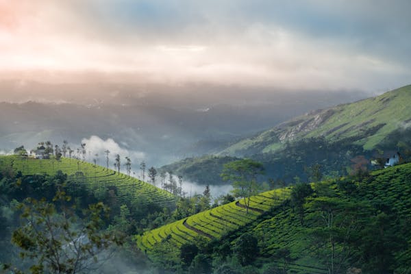 Day 2 : Munnar Sightseeing Explore the Hidden Land of Tea & Spices