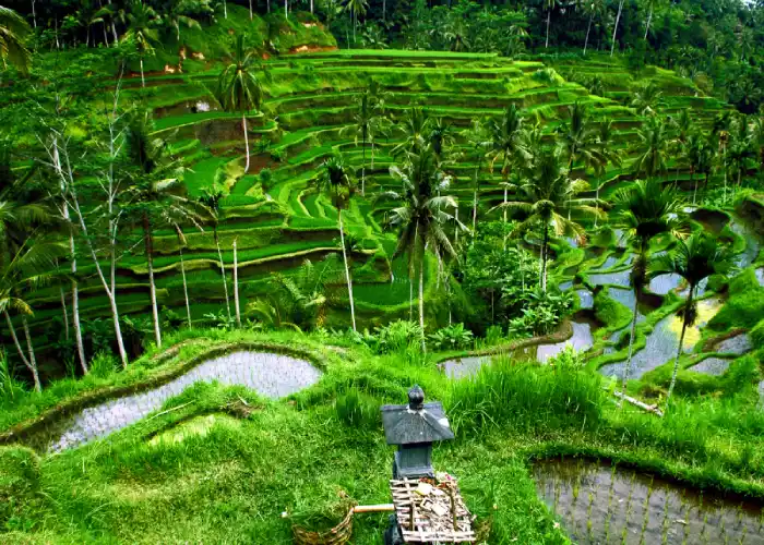 6N/7D Romantic Bali Honeymoon