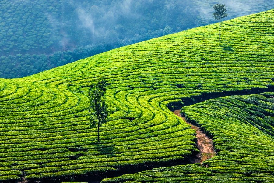 Kerala 4N/5D Group Tour