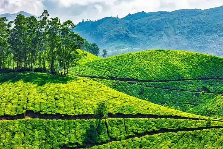 Kerala 4N/5D Group Tour