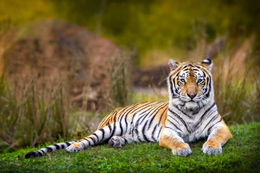 Jim Corbett New Year Celebration – 2N/3D