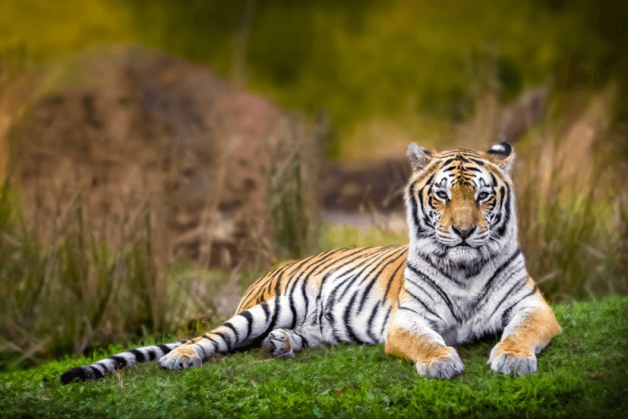 Jim Corbett New Year Celebration – 2N/3D