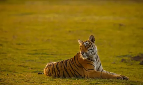Jim-Corbett-New-Year-Celebration-–-2N_3D