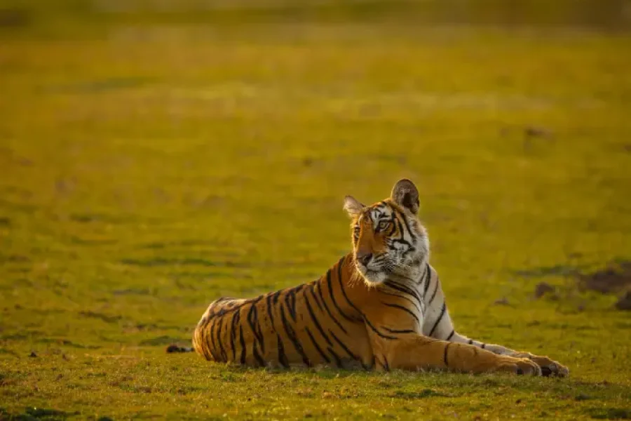 Jim-Corbett-New-Year-Celebration-–-2N_3D