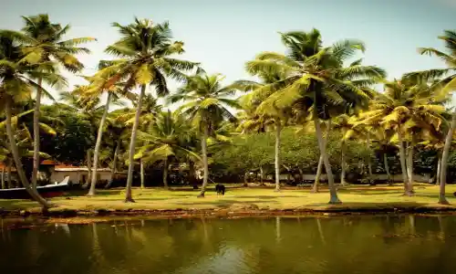 Day 4: Thekkady To Alleppey (The Backwater Capital of India)