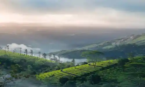 Day 2: Munnar Sightseeing (Explore the Hidden Land of Tea & Spices)