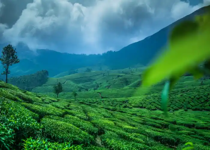 Day 2: Kochi To Munnar (Majestic Peaks and Tranquil Valleys)
