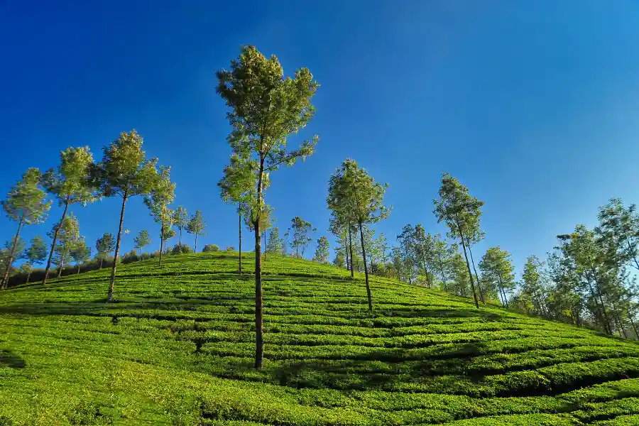 Day 4: Departure from Kerala